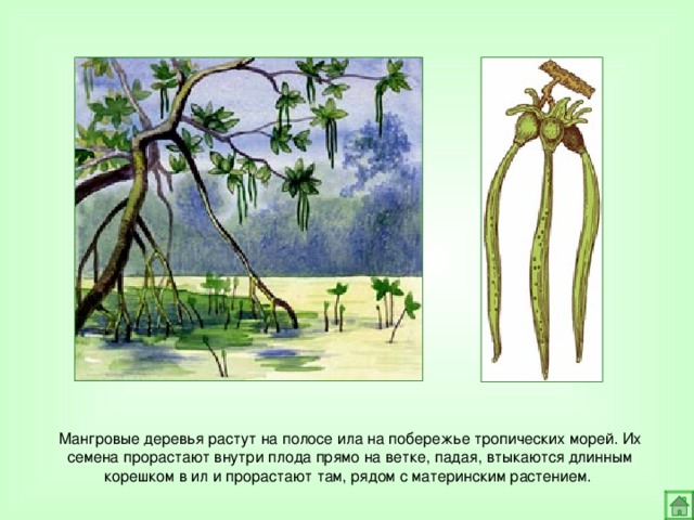 Мангровые деревья растут на полосе ила на побережье тропических морей. Их семена прорастают внутри плода прямо на ветке, падая, втыкаются длинным корешком в ил и прорастают там,  рядом с материнским растением.