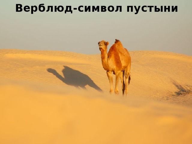 Верблюд-символ пустыни