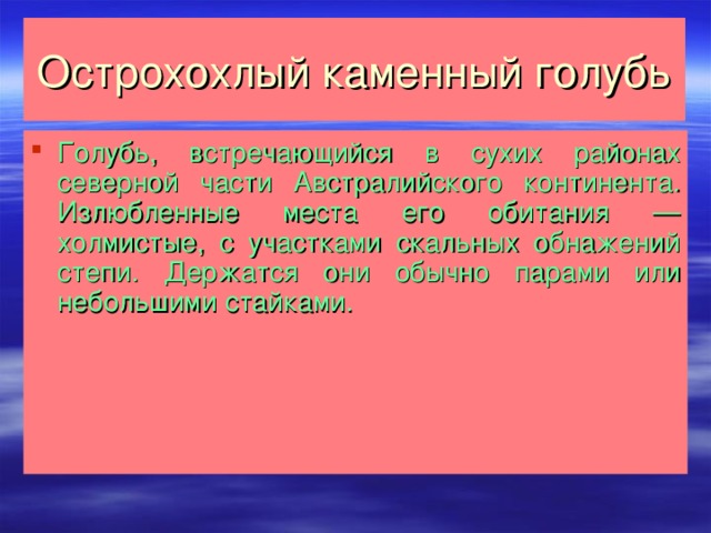 Острохохлый каменный голубь Голубь, встречающийся в сухих районах северной части Австралийского континента. Излюбленные места его обитания — холмистые, с участками скальных обнажений степи. Держатся они обычно парами или небольшими стайками.