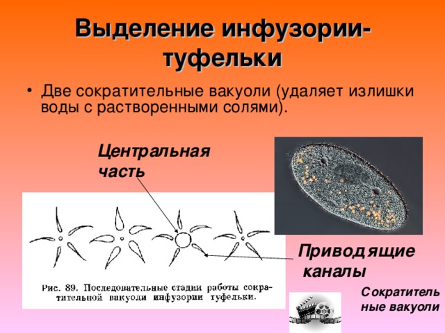 Выделение инфузории-туфельки Центральная часть Приводящие  каналы Сократительные вакуоли