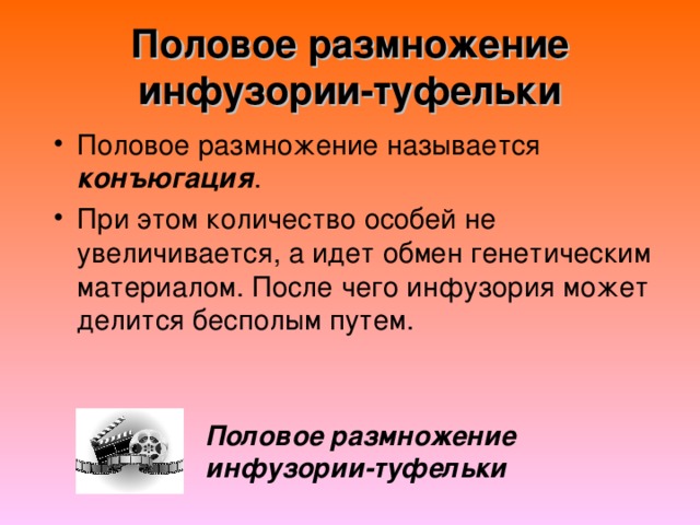 Половое размножение инфузории-туфельки конъюгация Половое размножение инфузории-туфельки