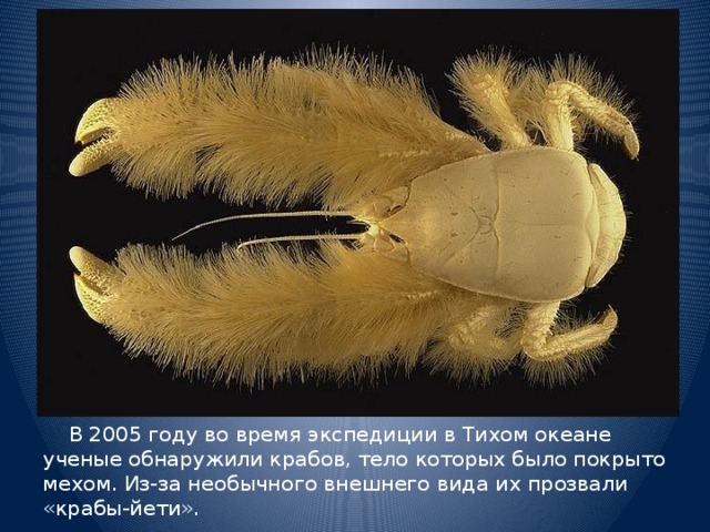 В 2005 году во время экспедиции в Тихом океане ученые обнаружили крабов, тело которых было покрыто мехом. Из-за необычного внешнего вида их прозвали «крабы-йети».