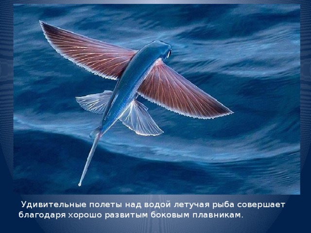 Удивительные полеты над водой летучая рыба совершает благодаря хорошо развитым боковым плавникам.