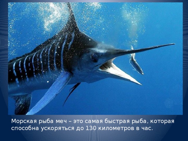 Морская рыба меч – это самая быстрая рыба, которая способна ускоряться до 130 километров в час.