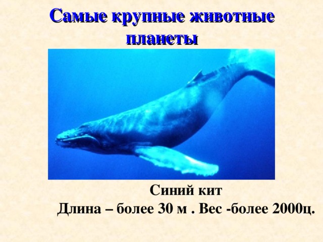 Самые крупные животные планеты Синий кит Длина – более 30 м . Вес -более 2000ц.  5 5