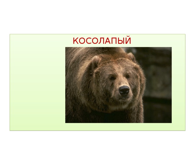 КОСОЛАПЫЙ