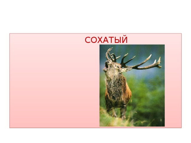 СОХАТЫЙ