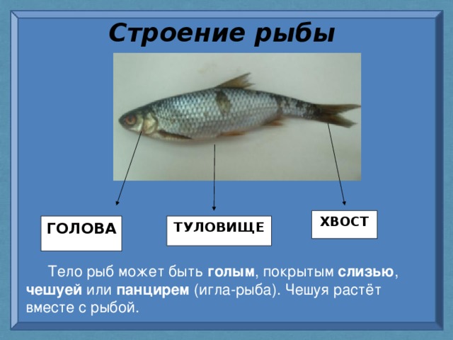 Рассмотрите рисунок на котором изображена океаническая рыба в чем особенность строения огэ