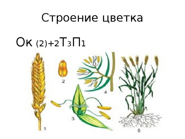 Какая формула цветка семейства злаки. Строение пшеницы семейство злаковых. Формула цветка пшеницы. Семейство злаковые диаграмма цветка. Строение цветка злаковых.