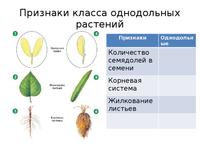 Признаки класса однодольных растений Признаки Однодольные Количество семядолей в семени Корневая система Жилкование листьев