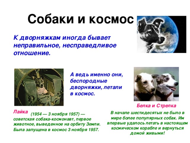 Собаки и космос К дворняжкам иногда бывает неправильное, несправедливое отношение. А ведь именно они, беспородные дворняжки, летали в космос. Белка и Стрелка Лайка В начале шестидесятых не было в мире более популярных собак. Им впервые удалось летать в настоящем космическом корабле и вернуться домой живыми!  (1954 — 3 ноября 1957) — советская собака-космонавт, первое животное, выведенное на орбиту Земли. Была запущена в космос 3 ноября 1957.