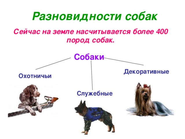 Разновидности собак Сейчас на земле насчитывается более 400 пород собак. Собаки Декоративные Охотничьи Служебные