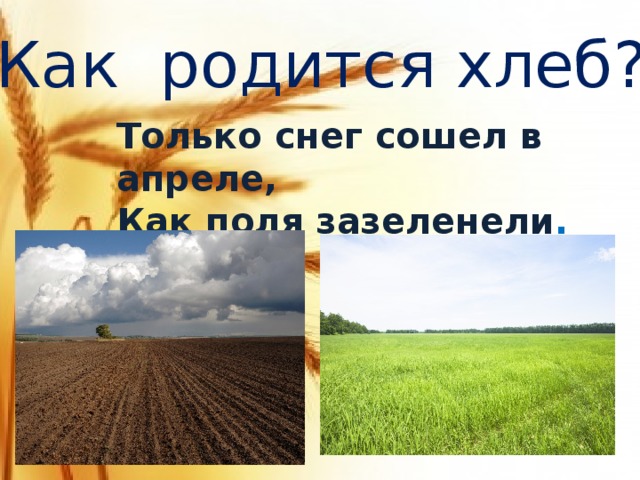 Как родится хлеб? Только снег сошел в апреле,  Как поля зазеленели .