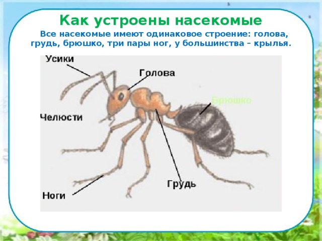 Как устроены насекомые Все насекомые имеют одинаковое строение: голова, грудь, брюшко, три пары ног, у большинства – крылья.