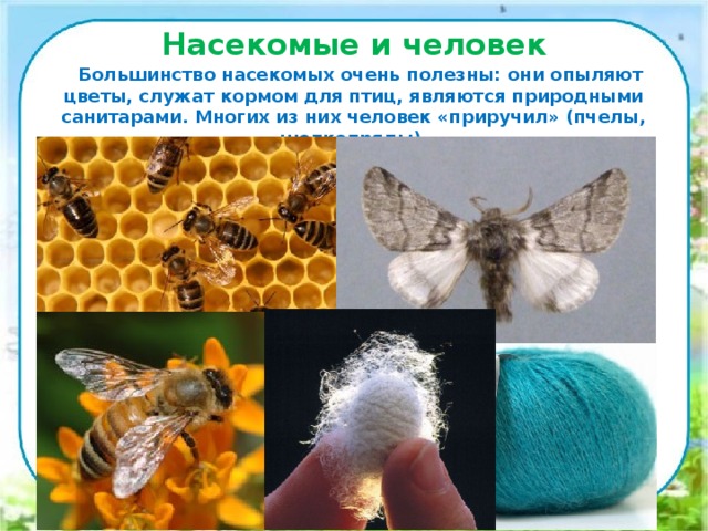 Насекомые и человек Большинство насекомых очень полезны: они опыляют цветы, служат кормом для птиц, являются природными санитарами. Многих из них человек «приручил» (пчелы, шелкопряды).