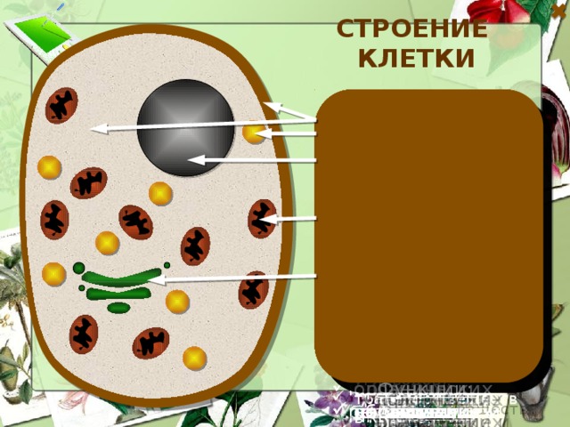 Строение клетки Аппарат Гольджи Клеточный центр Митохондрии Лизосомы Клеточная мембрана  Ядро Рибосомы Ядрышко Цитоплазма Эндоплазматическая сеть (ЭПС)    это небольшие пузырьки; содержит ферменты; имеют собственную оболочку. состоит из канальцев, полостей и пузырьков; покрыт собственной оболочкой. находится под клеточной стенкой. это скопление ядерного вещества в ядре. состоит из двух частей, имеющих цилиндрическую форму состоит из канальцев, образующих сеть; имеет собственную оболочку. содержит хромосомы; покрыто оболочкой. это вязкая жидкость, заполняющая клетку; соседние клетки связаны друг с другом через цитоплазму. имеют овальную форму; покрыты двойной оболочкой; внутренняя оболочка образует складки. имеют округлую форму и маленькие размеры; расположены в цитоплазме свободно или прикреплены к эндоплазматической сети.  Функции: Функции: Функции: Функции: Функции: Функции: Функции: Функции: Функции: Функции: