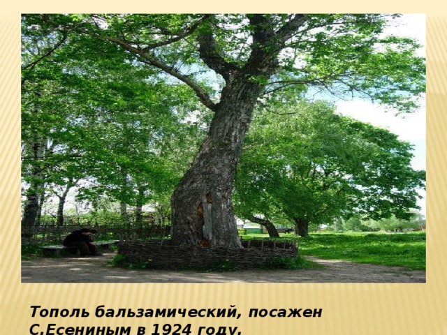 Тополь бальзамический, посажен С.Есениным в 1924 году.