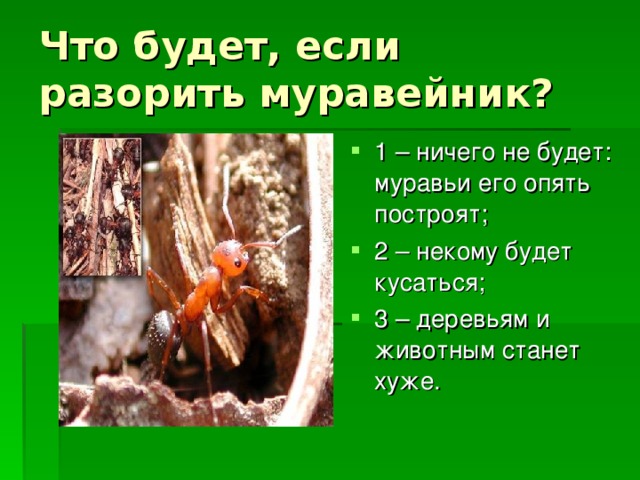 Что будет, если разорить муравейник?