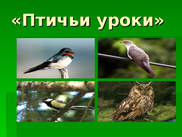 «Птичьи уроки»
