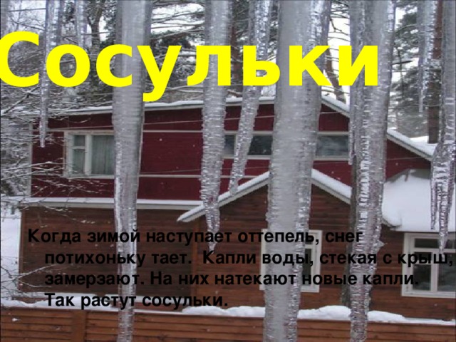 Сосульки         Когда зимой наступает оттепель, снег потихоньку тает.  Капли воды, стекая с крыш, замерзают. На них натекают новые капли.  Так растут сосульки.