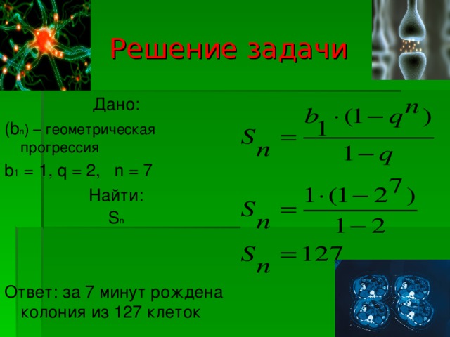 Решение задачи Дано: (b n ) – геометрическая прогрессия b 1 = 1, q = 2, n = 7 Найти: S n Ответ: за 7 минут рождена колония из 127 клеток