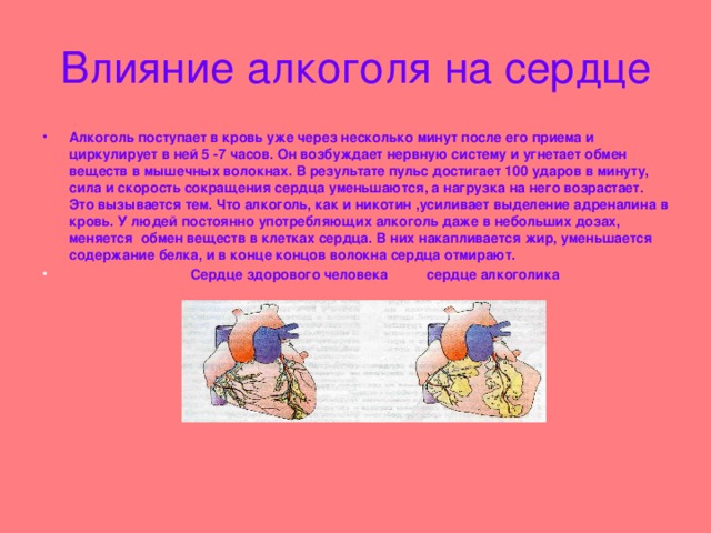 Влияние алкоголя на сердце Алкоголь поступает в кровь уже через несколько минут после его приема и циркулирует в ней 5 -7 часов. Он возбуждает нервную систему и угнетает обмен веществ в мышечных волокнах. В результате пульс достигает 100 ударов в минуту, сила и скорость сокращения сердца уменьшаются, а нагрузка на него возрастает. Это вызывается тем. Что алкоголь, как и никотин ,усиливает выделение адреналина в кровь. У людей постоянно употребляющих алкоголь даже в небольших дозах, меняется обмен веществ в клетках сердца. В них накапливается жир, уменьшается содержание белка, и в конце концов волокна сердца отмирают.  Сердце здорового человека сердце алкоголика