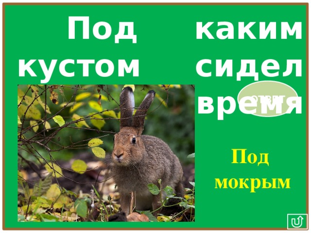 Под каким кустом сидел заяц во время дождя? ОТВЕТ Под мокрым