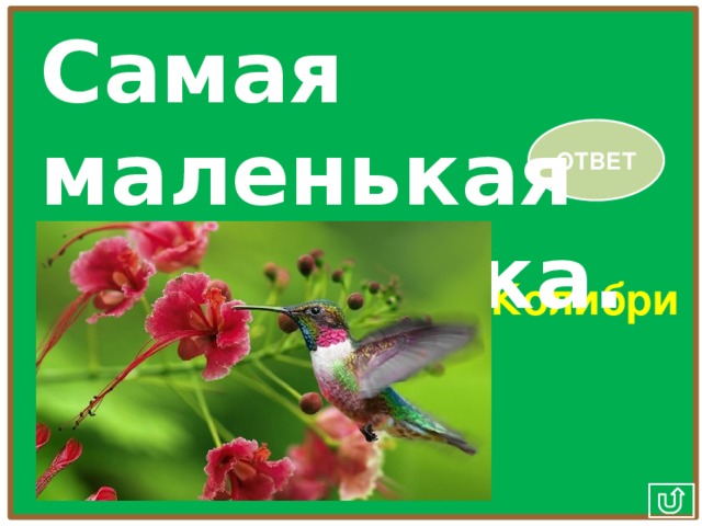 Самая маленькая птичка. ОТВЕТ Колибри