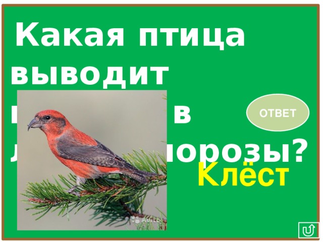 Какая птица выводит птенцов в любые морозы? ОТВЕТ Клёст