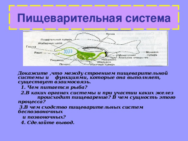 Пищеварительная система  Докажите  ,что между строением пищеварительной системы и функциями, которые она выполняет, существует взаимосвязь.  1. Чем питается рыба?  2.В каких органах системы и при участии каких желез происходит пищеварение? В чем сущность этого процесса?  3.В чем сходство пищеварительных систем беспозвоночных  и позвоночных?  4. Сделайте вывод.