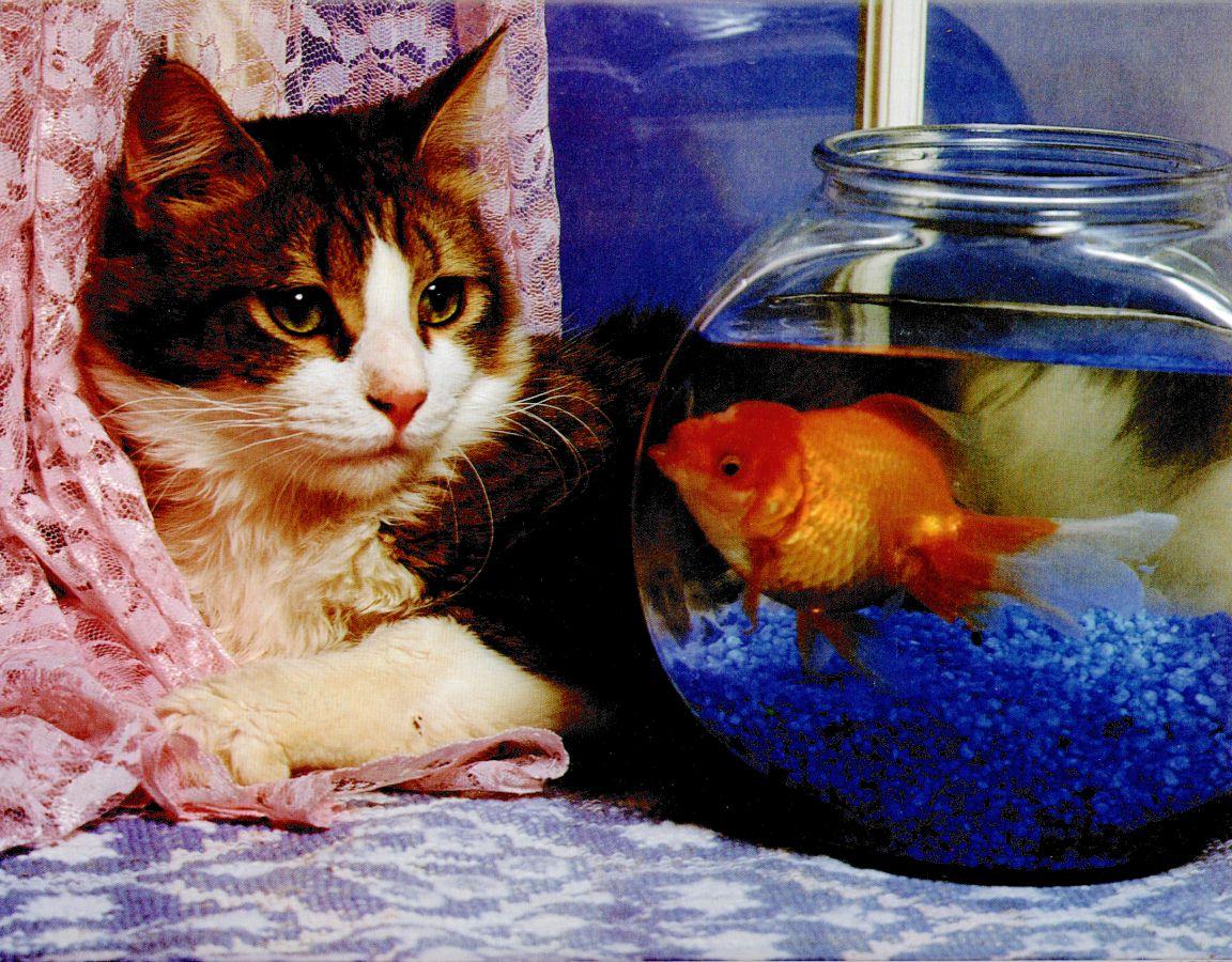 Аквариум для кота внутри. Кот и аквариум. Рыбки для кошек. Аквариум с кошкой. Кот и рыбка в аквариуме.
