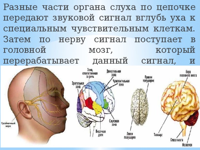 Сигналы мозга. Сигналы от органов чувств поступают в. Слух и мозг.