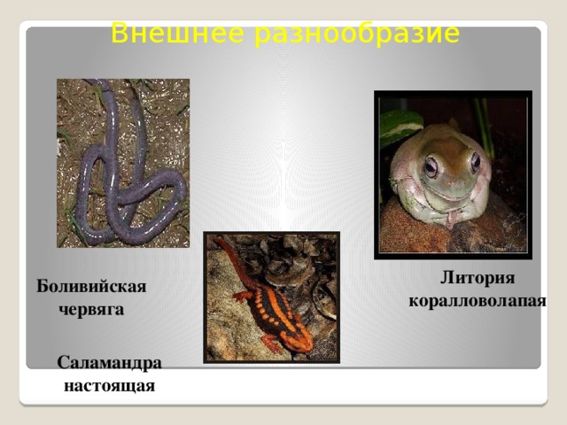 Внешнее разнообразие Литория коралловолапая Боливийская червяга Саламандра настоящая