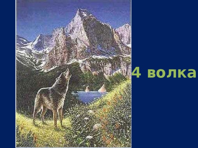 4 волка