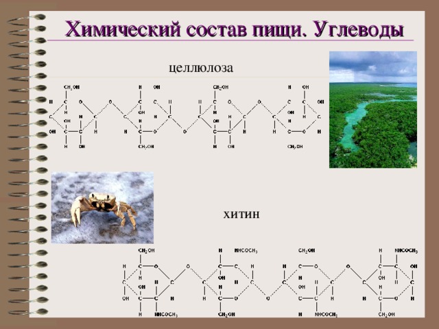 Химический состав пищи. Углеводы целлюлоза хитин