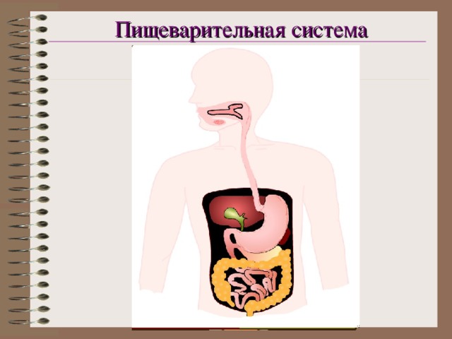 Пищеварительная система