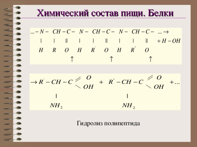 Химический состав пищи. Белки Гидролиз полипептида