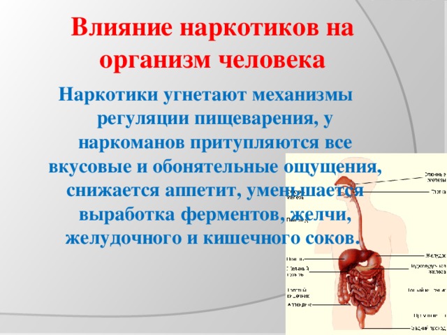 Влияние наркотиков на организм человека Наркотики угнетают механизмы регуляции пищеварения, у наркоманов притупляются все вкусовые и обонятельные ощущения, снижается аппетит, уменьшается выработка ферментов, желчи, желудочного и кишечного соков.