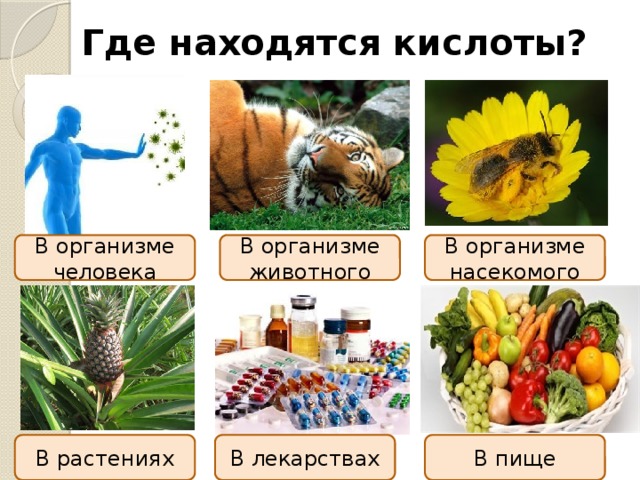 Где находятся кислоты? В организме человека В организме животного В организме насекомого В растениях В пище В лекарствах