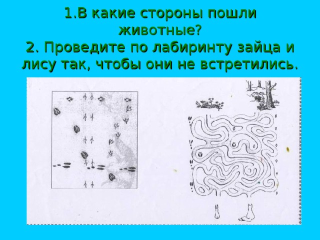 1.В какие стороны пошли животные?  2. Проведите по лабиринту зайца и лису так, чтобы они не встретились.