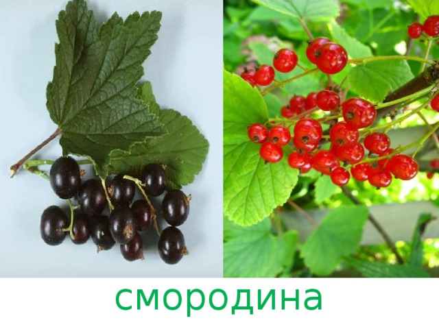 смородина