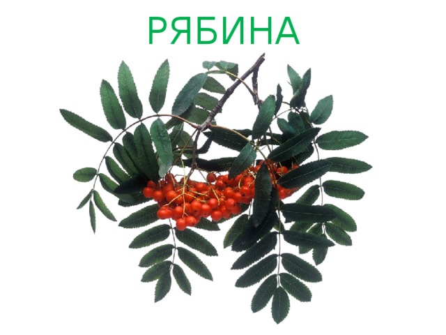 РЯБИНА