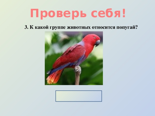Проверь себя! 3. К какой группе животных относится попугай? Птицы