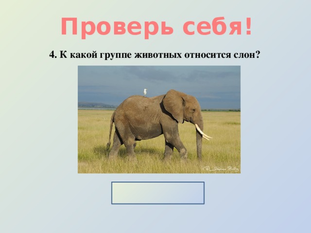 Проверь себя! 4. К какой группе животных относится слон? Млекопитающие