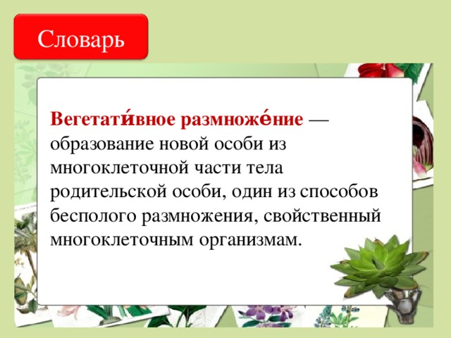 Словарь Вегетати́вное размноже́ние — образование новой особи из многоклеточной части тела родительской особи, один из способов бесполого размножения, свойственный многоклеточным организмам. 2