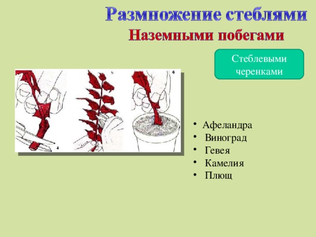 Стеблевыми черенками