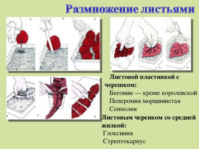 Листовой пластинкой с черешком:   Бегонии — кроме королевской  Пеперомия морщинистая  Сенполия Листовым черенком со средней жилкой:  Глоксиния  Стрептокарпус