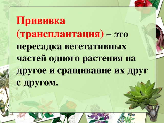 Прививка (трансплантация) – это пересадка вегетативных частей одного растения на другое и сращивание их друг с другом.