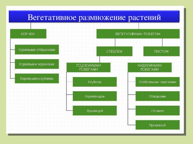 Вегетативное размножение растений