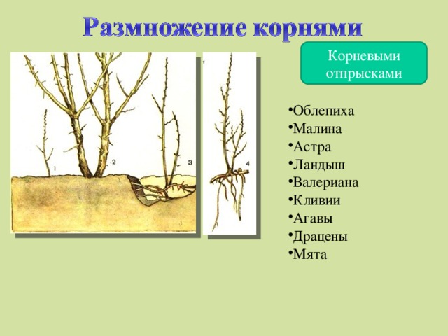 Корневыми отпрысками Облепиха Малина Астра Ландыш Валериана Кливии Агавы Драцены Мята 4